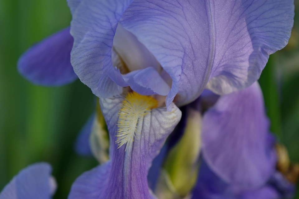 Petals purple plant