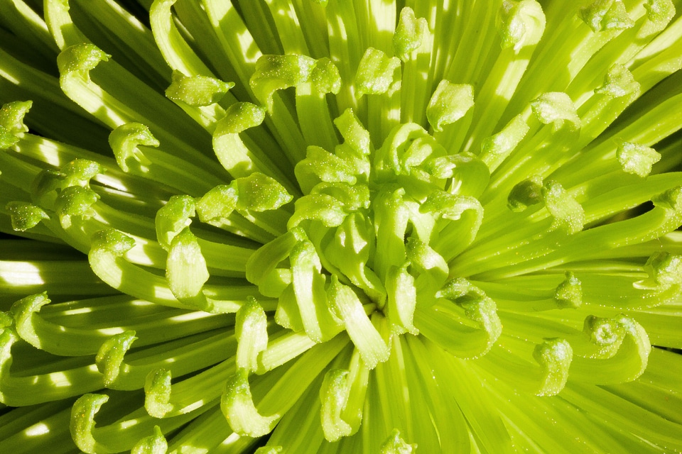 Green light green pastellfarben