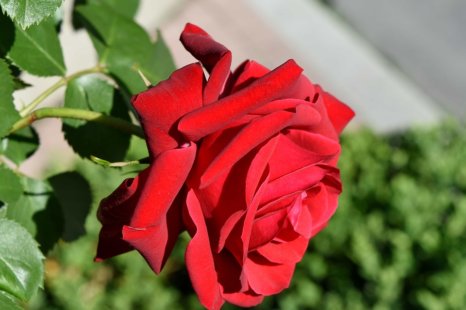 Flower Garden garden roses