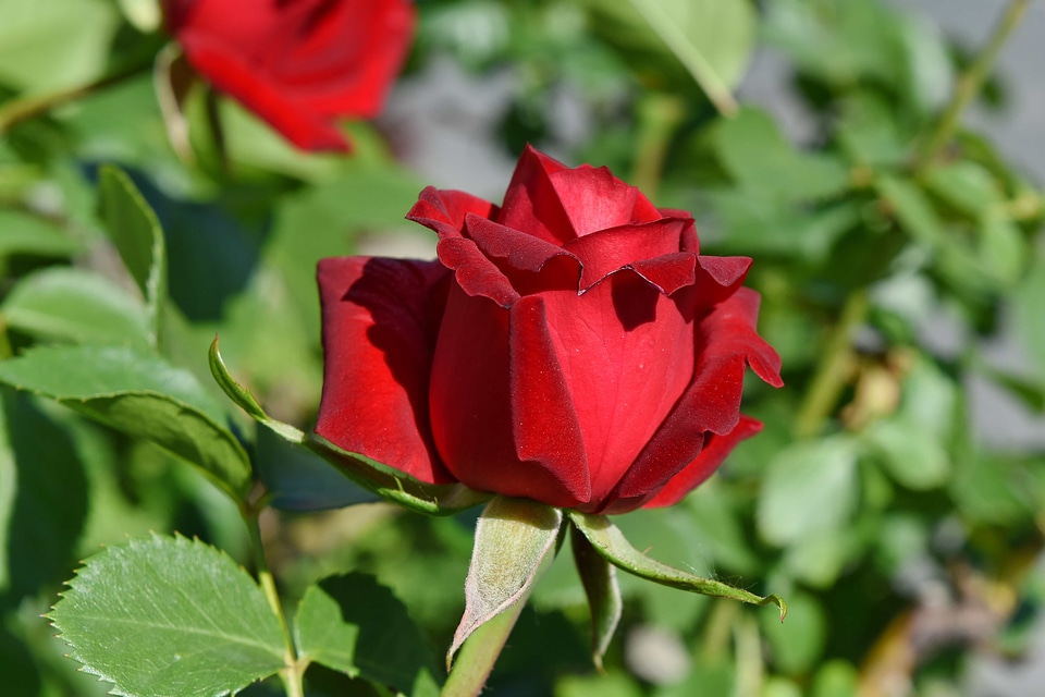 Ecology horticulture red