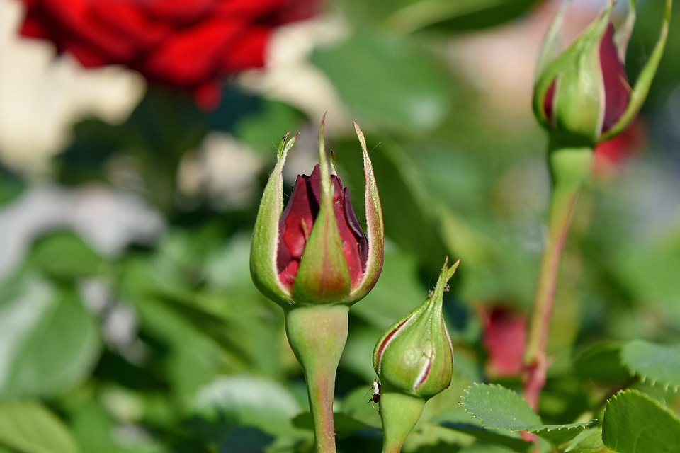 Reddish rose shrub