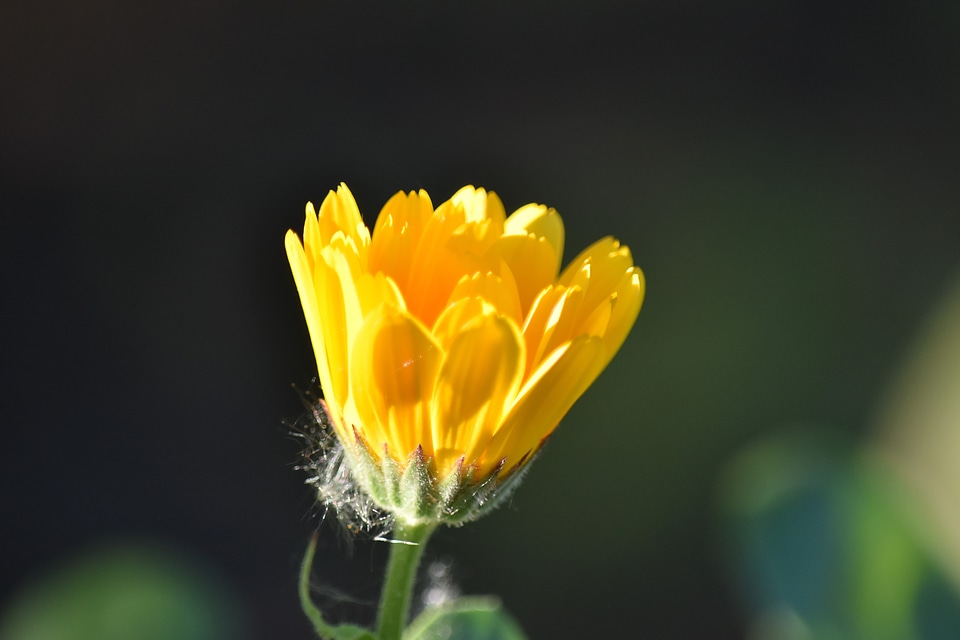 Nature flower flora