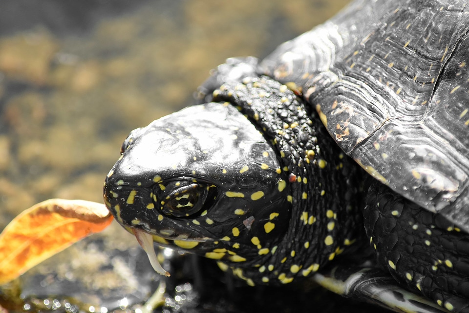 Reptile tortoise turtle