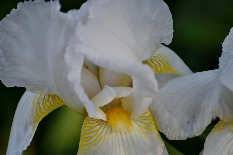 Iris pollen white
