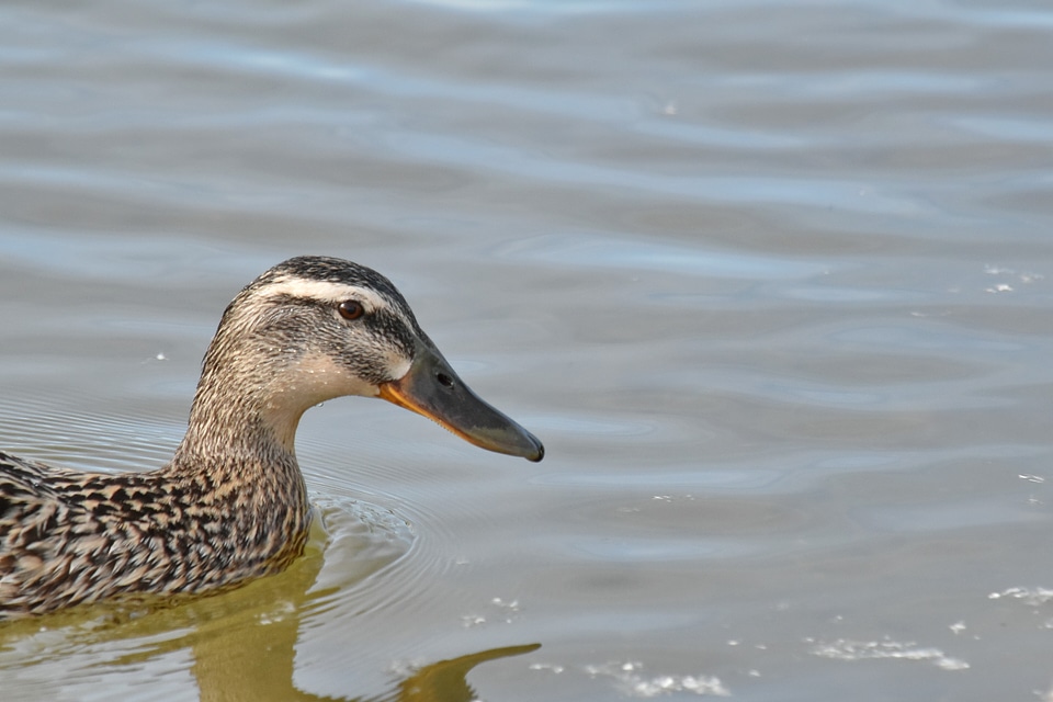 Mallard shorebird bird