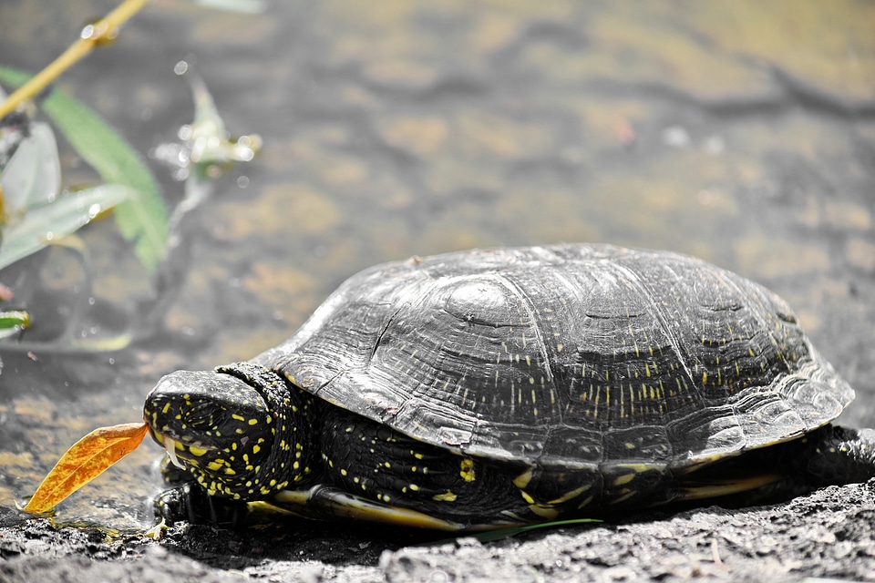 Reptile nature turtle