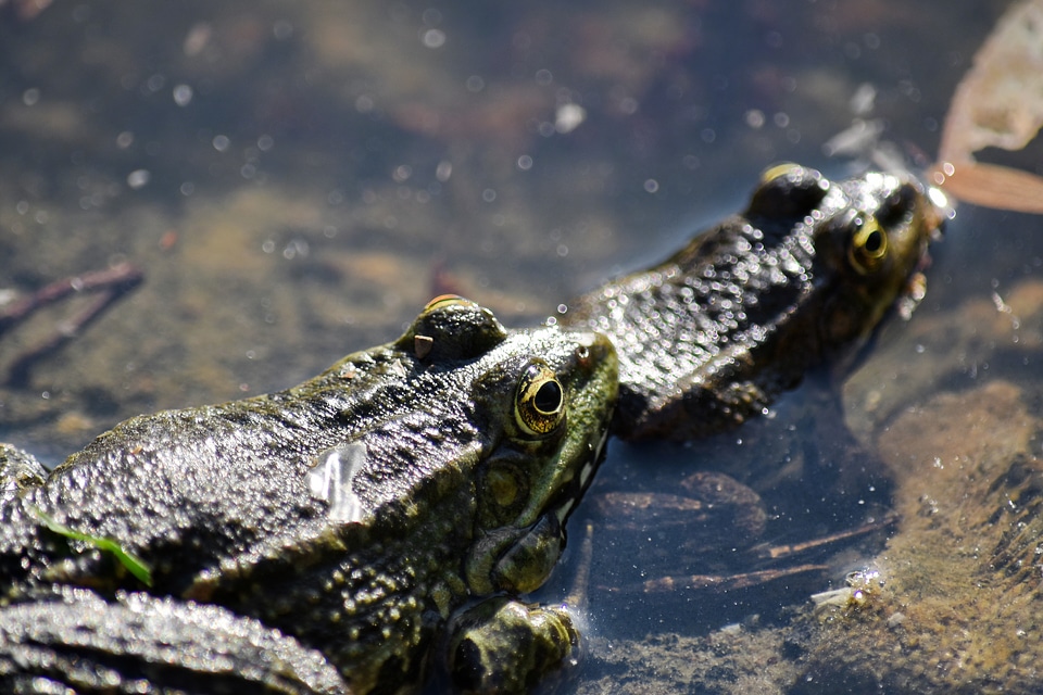 Reptile wildlife frog
