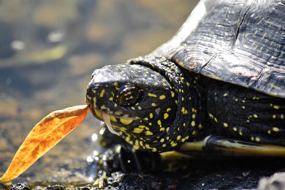 Head reptile turtle