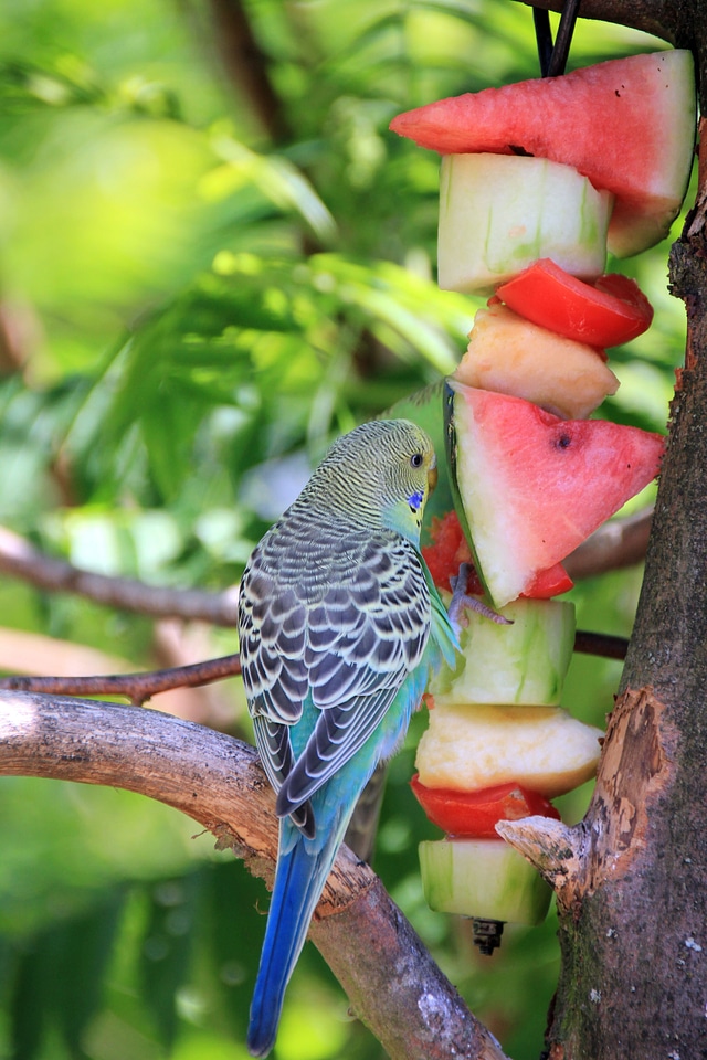 Budgie eat buffet