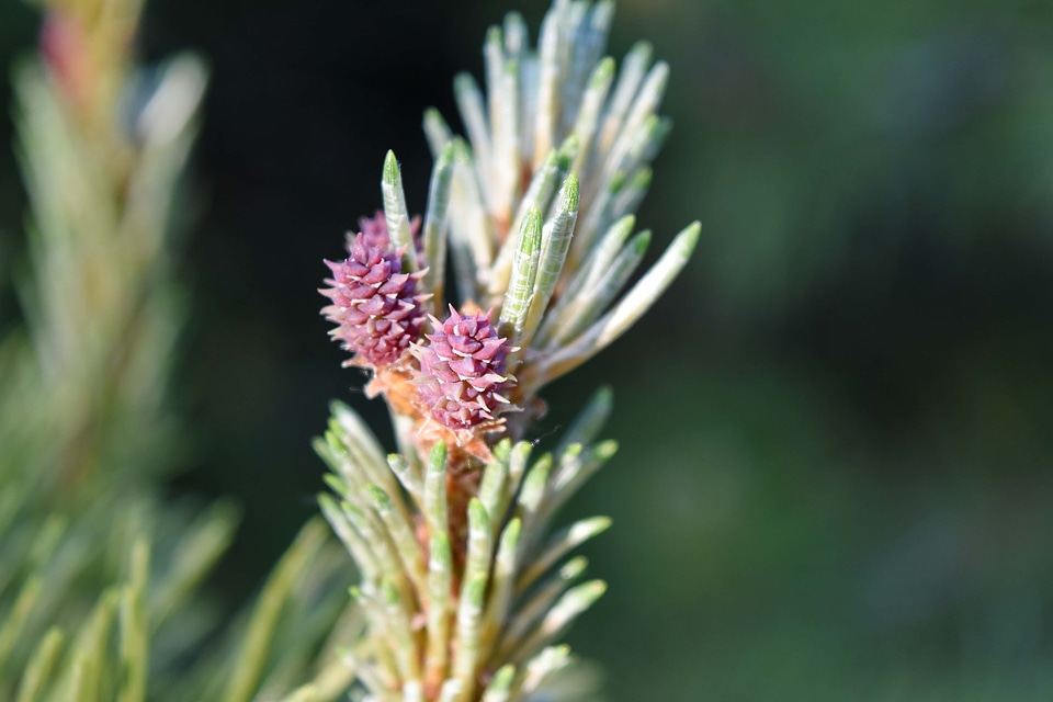 Conifers pine herb