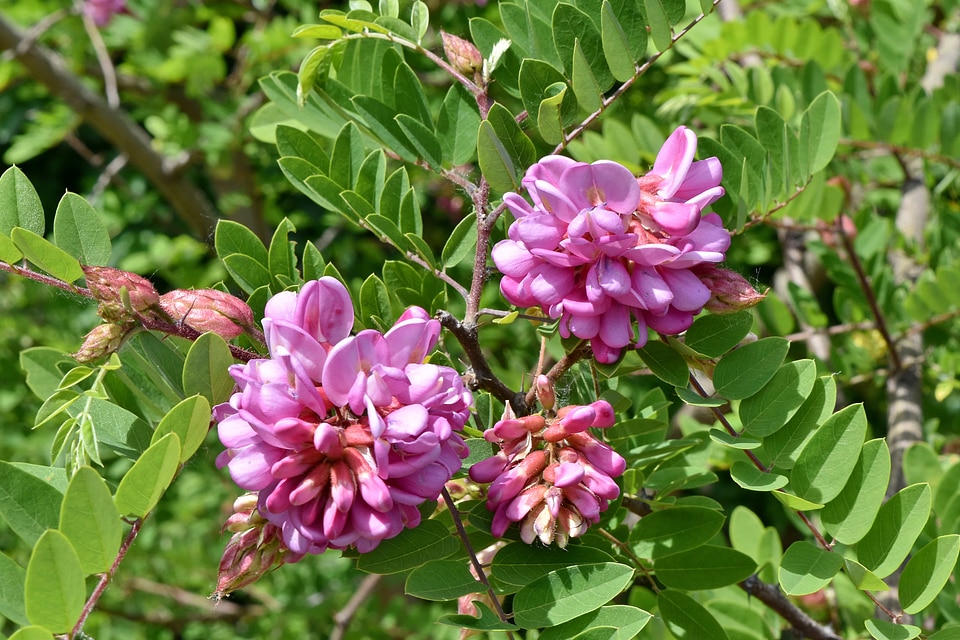 Acacia botanic flower garden