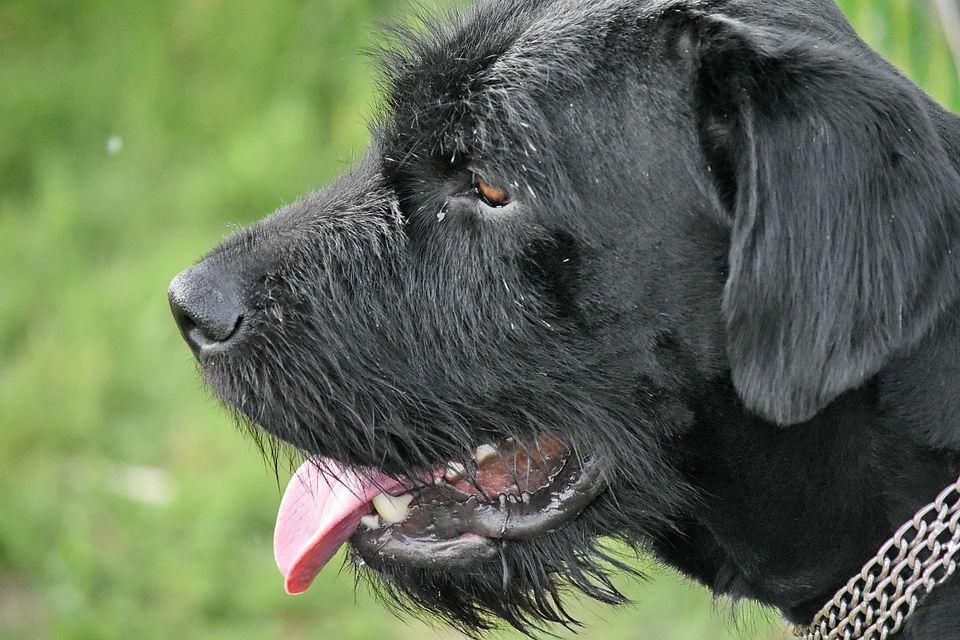 Black hunting dog portrait
