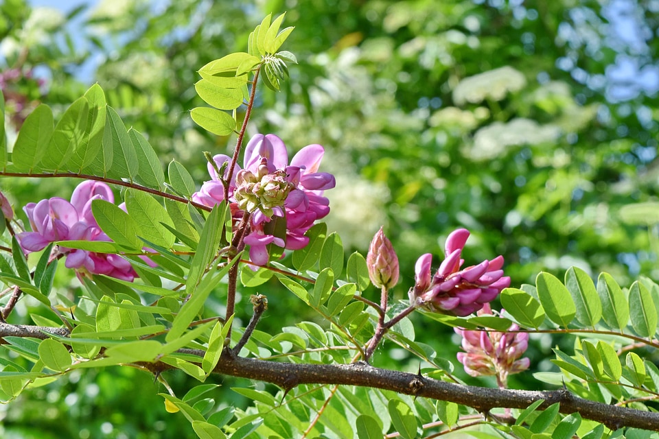 Acacia pinkish flower