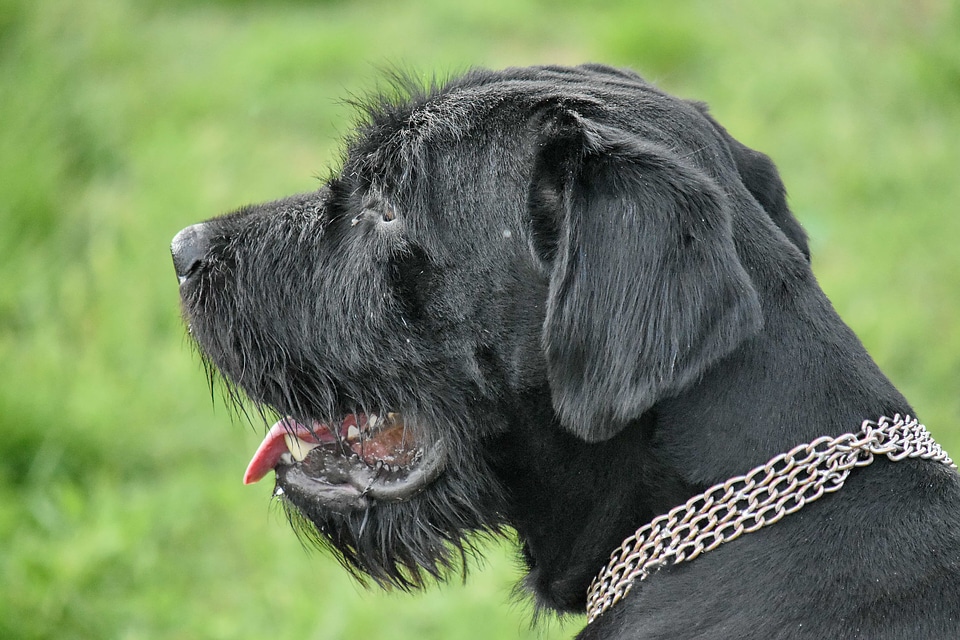 Schnauzer hunting dog retriever