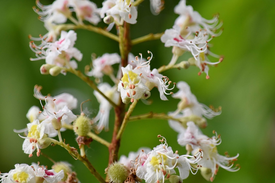 Spring Time white flower plant