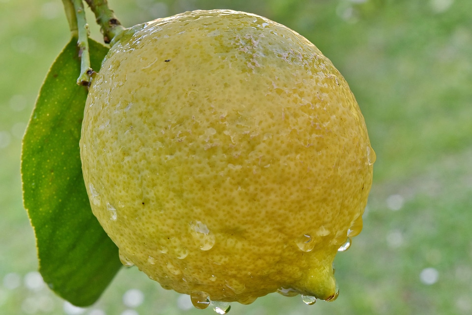 Organic citrus lemon