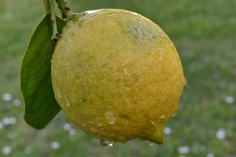Citrus yellow fresh