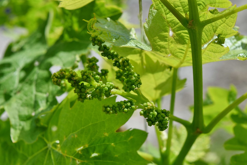 Agricultural vineyard leaf