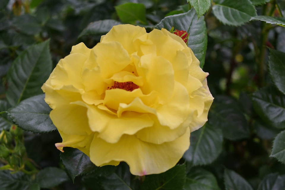Green Leaf roses yellow