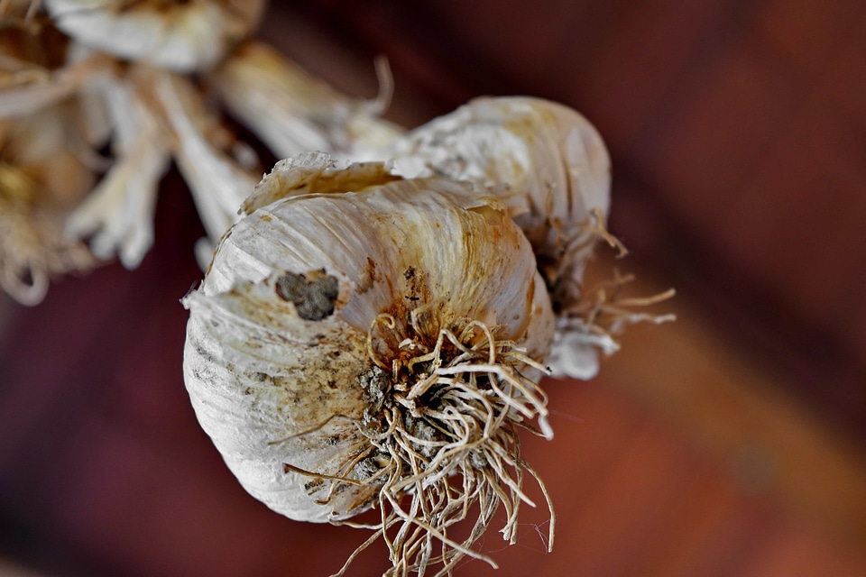 Spice garlic nature