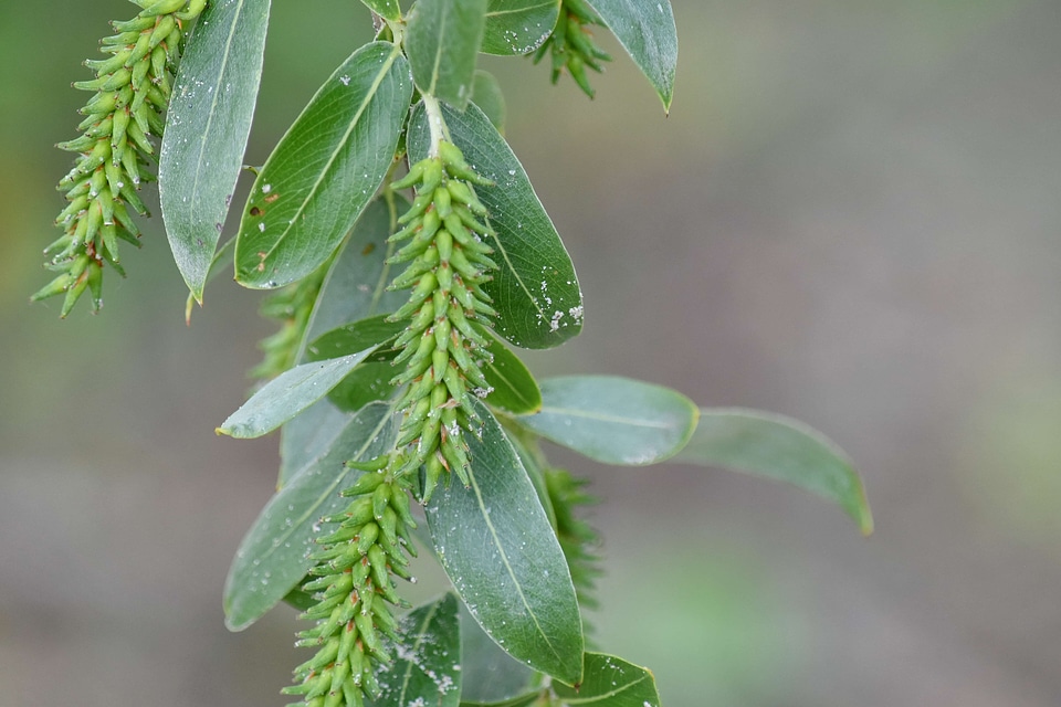 Green Leaves spring time tree photo