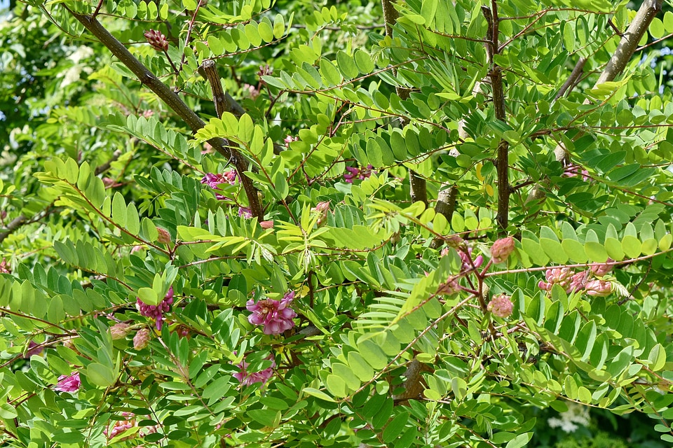 Acacia sunny branch
