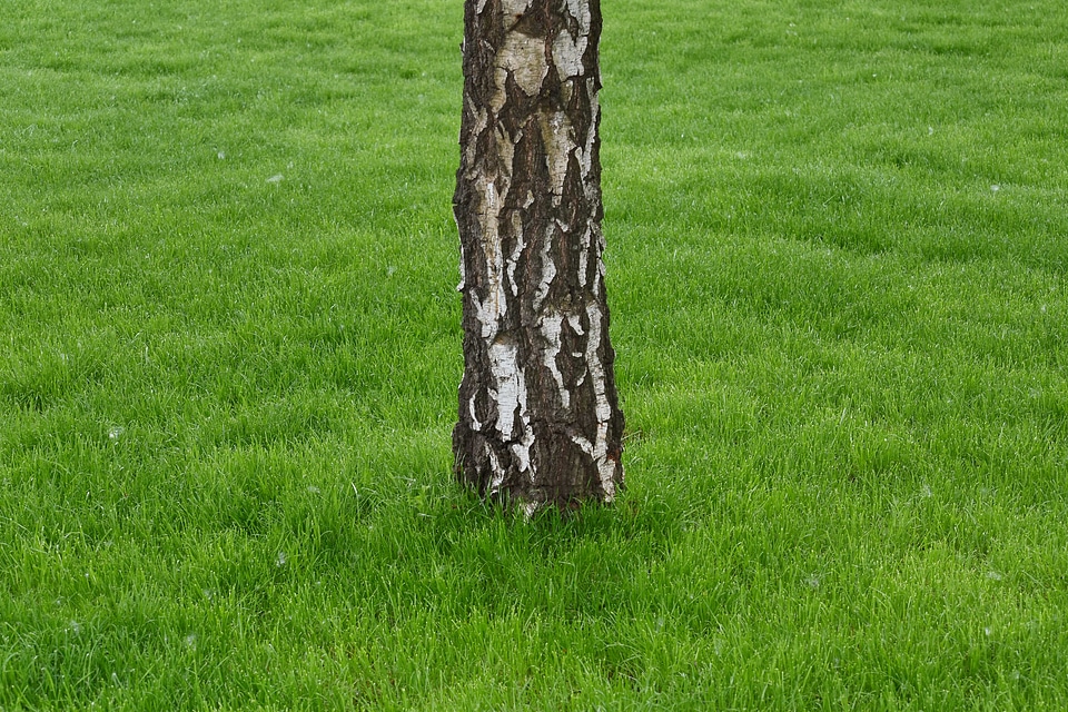 Birch green grass spring time