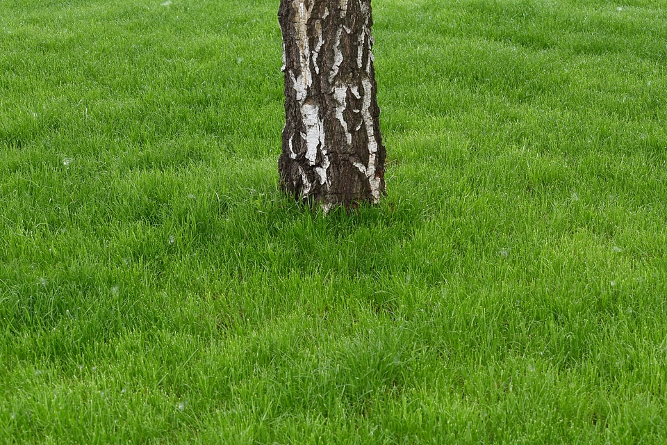 Bark birch grass plants