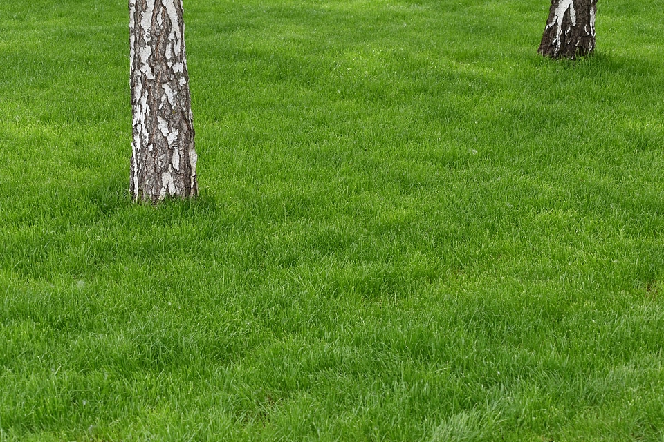 Birch grass lawn photo