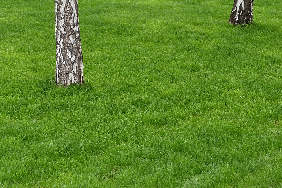 Birch grass lawn