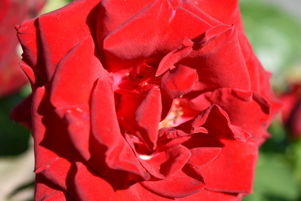 Reddish shrub rose