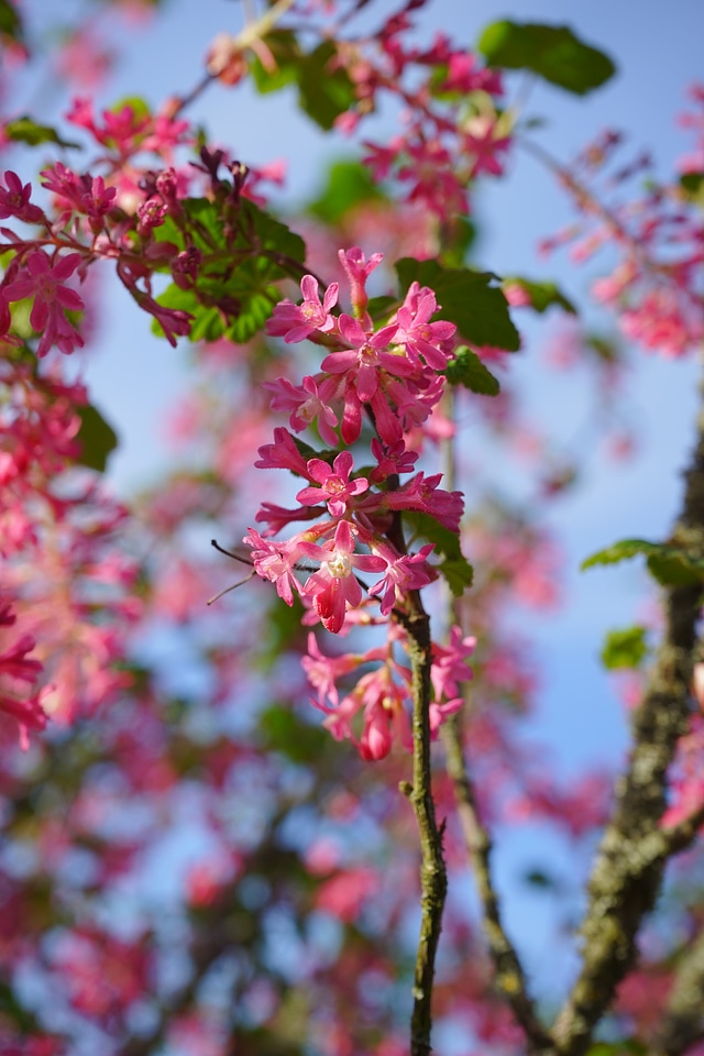 Red ribes sanguineum currants