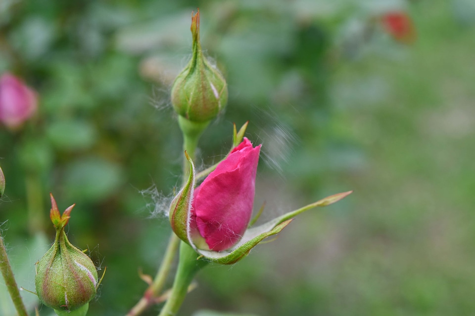 Flower Garden pink bud