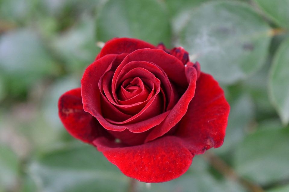 Blurry red romance