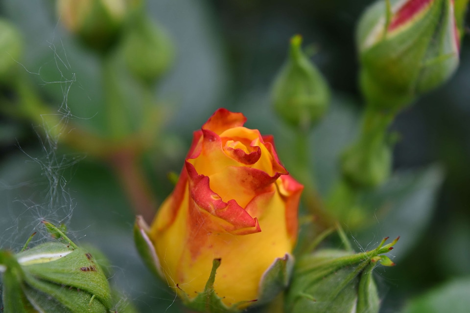 Blurry yellow nature
