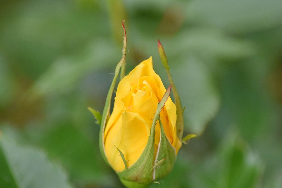 Blurry green leaf yellow