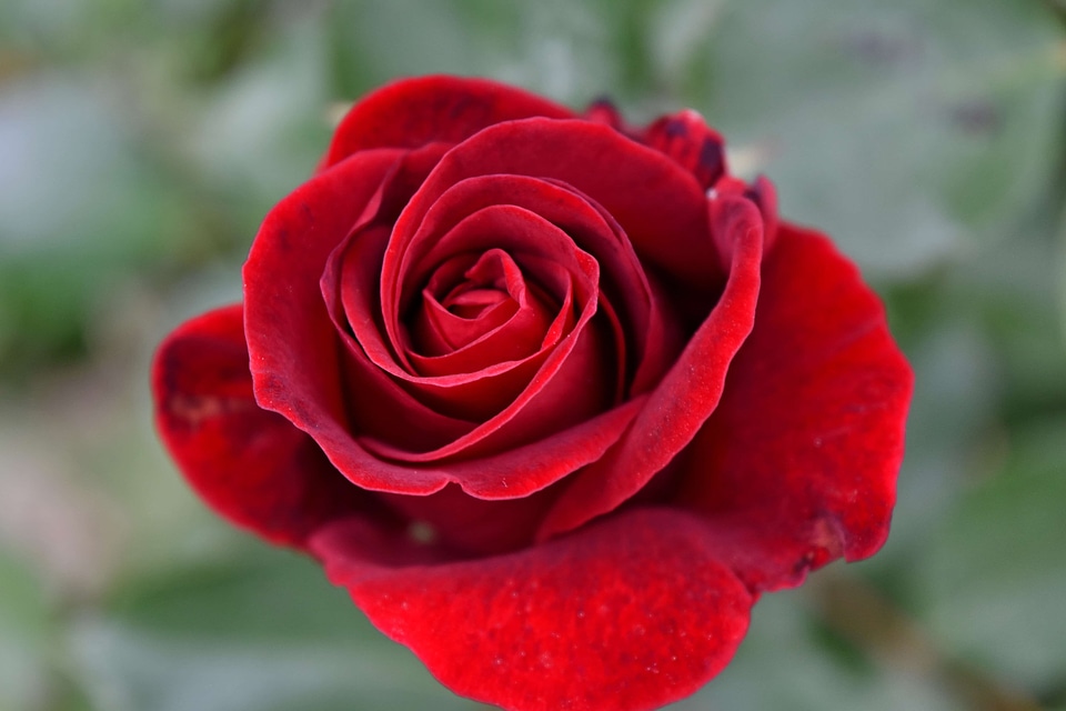 Photograph red flower