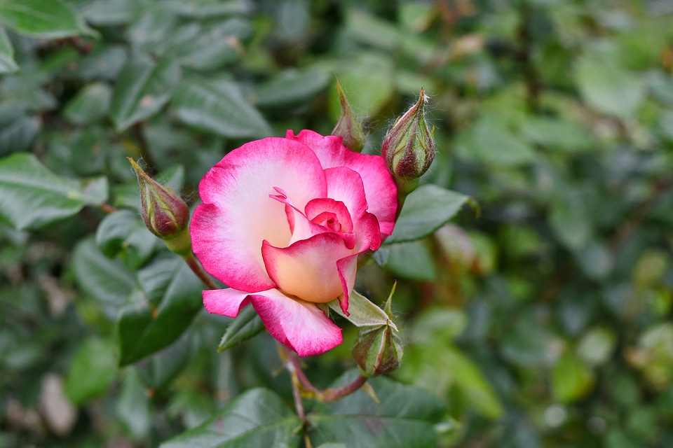 Beautiful Flowers flower bud flower garden