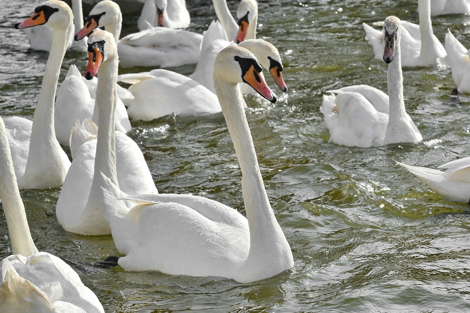 Bird Family bird feed flock