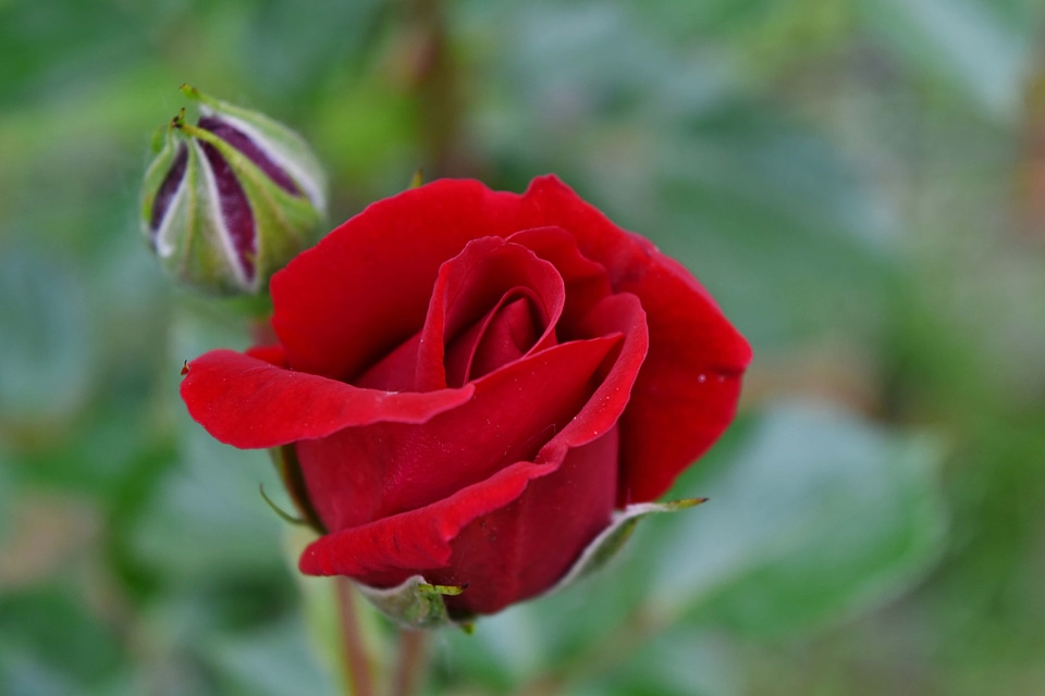 Red plant rose