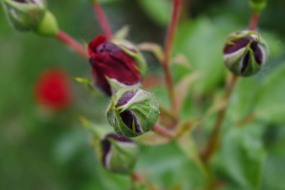Horticulture red upclose