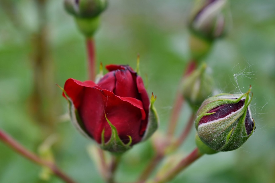 Detail roses garden