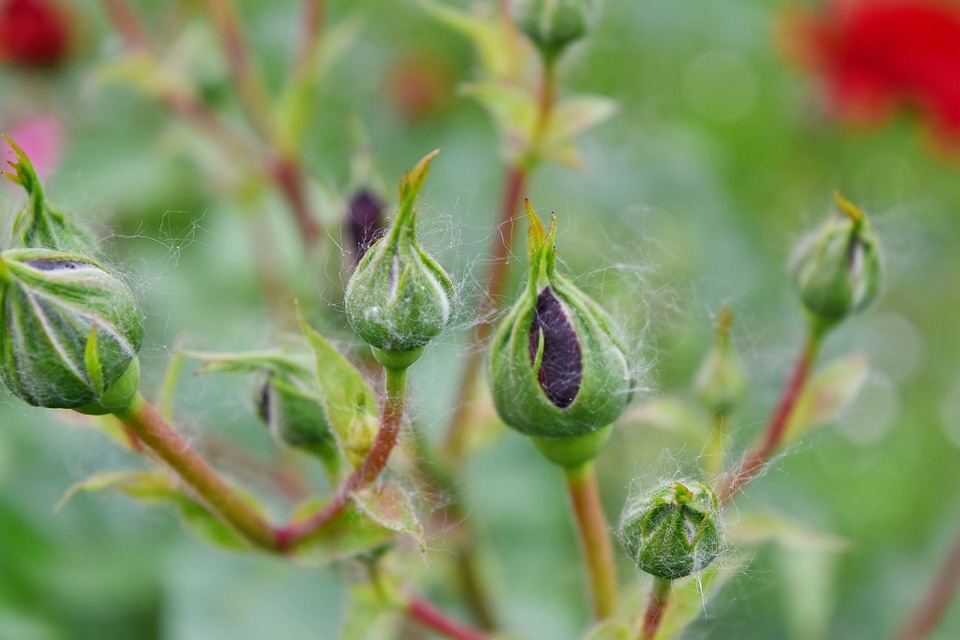 Red roses plant