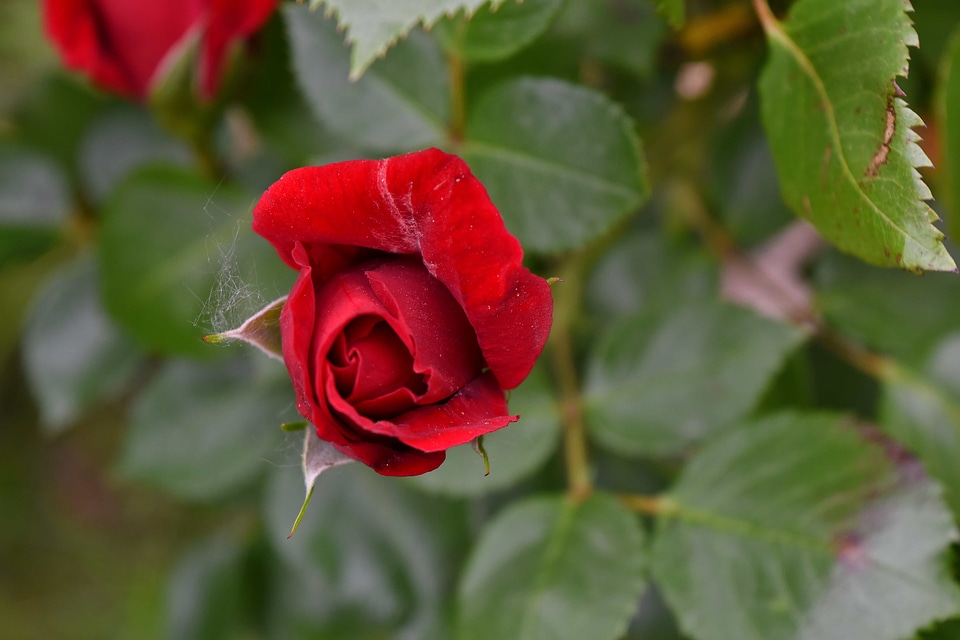 Beautiful Image red shrub