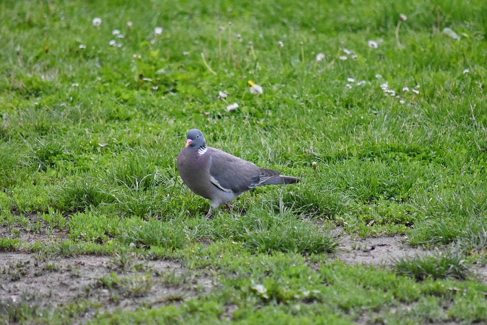 Green Grass ornithology pigeon photo