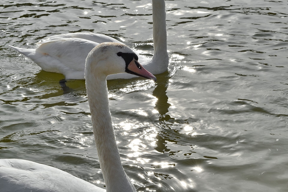 Swan waterfowl bird