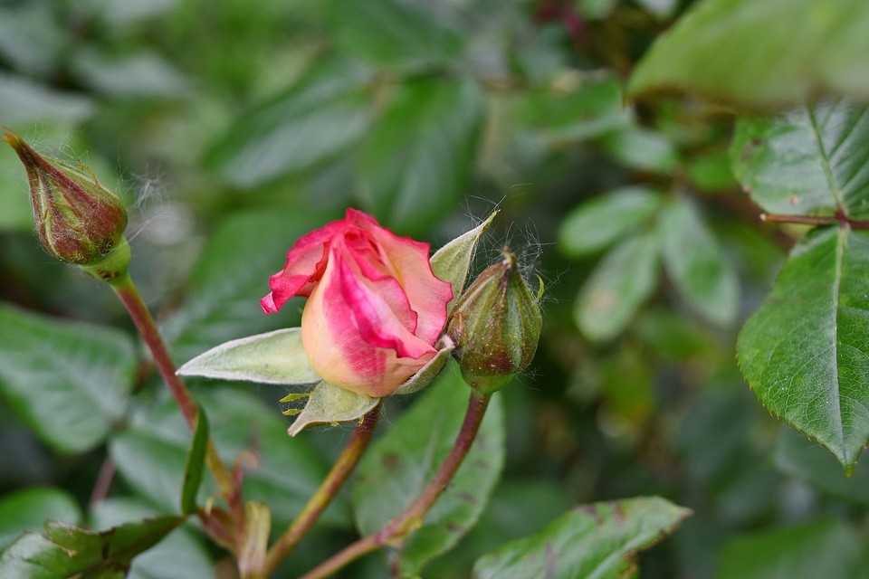 Horticulture pinkish yellowish