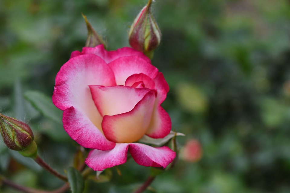 Details horticulture roses