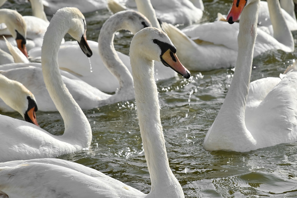 Bird Family flock swan