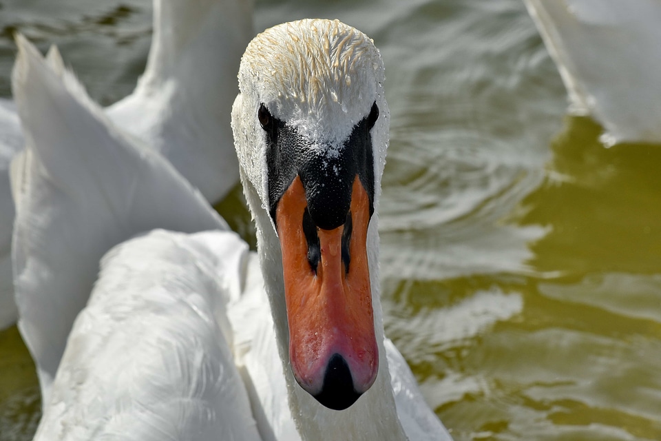 Beautiful head portrait